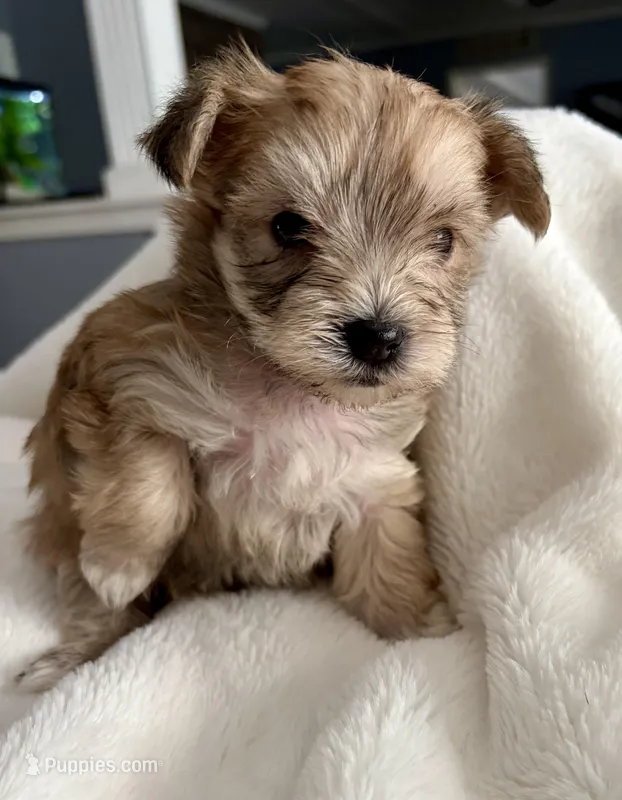 Sally – Yorkshire Terrier puppy for sale in Bixby, OK