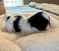 Theodore, a male Shih Tzu for sale in Bixby, OK – 2 of 4