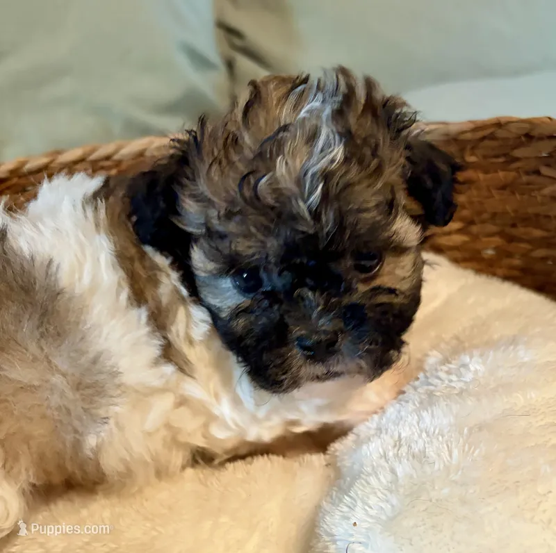 Simon – Havanese, Shih Tzu puppy for sale in Bixby, OK