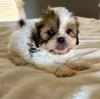 Lilly, a female Shih Tzu for sale in Bixby, OK – Photo 1 of 3