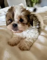 Lilly, a female Shih Tzu for sale in Bixby, OK – Photo 3 of 3