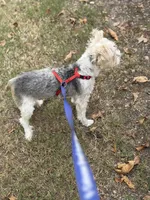 Buscuit, a male Yorkshire Terrier for sale in Bixby, OK – 4 of 4