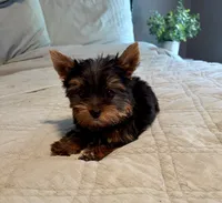 Toby, a male Yorkshire Terrier for sale in Bixby, OK – 2 of 5