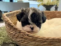 Sammy, a male Shih Tzu for sale in Bixby, OK – 2 of 8