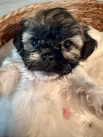 Lilly, a female Havanese and Shih Tzu for sale in Bixby, OK – 3 of 5