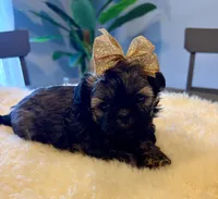 Candy, a female Shih Tzu for sale in Bixby, OK – Photo 3 of 4