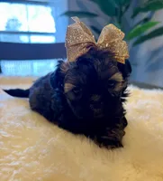 Candy, a female Shih Tzu for sale in Bixby, OK – Photo 2 of 4