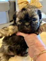 Candy, a female Shih Tzu for sale in Bixby, OK – Photo 4 of 4