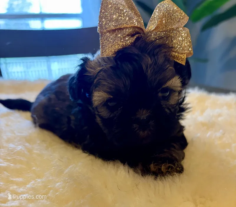 Candy – Shih Tzu puppy for sale in Bixby, OK