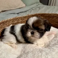 Abigale , a female Shih Tzu for sale in Bixby, OK – 5 of 5