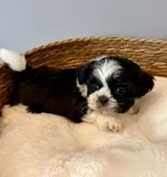 Gizmo, a male Shih Tzu for sale in Bixby, OK – 2 of 4