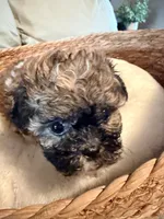 Petunia , a female Havanese and Shih Tzu for sale in Bixby, OK – 3 of 5