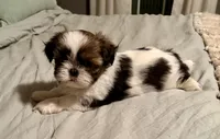 Abigale , a female Shih Tzu for sale in Bixby, OK – 4 of 5