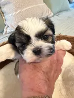 Leo, a male Shih Tzu for sale in Bixby, OK – 1 of 6