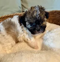 Simon, a male Havanese and Shih Tzu for sale in Bixby, OK – 4 of 5