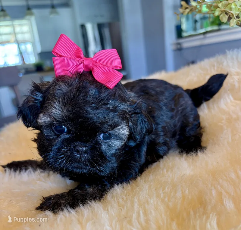 Sally – Shih Tzu puppy for sale in Bixby, OK
