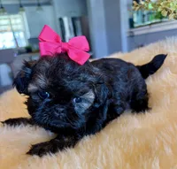 Sally, a female Shih Tzu for sale in Bixby, OK – Photo 1 of 3