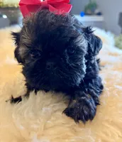 Sally, a female Shih Tzu for sale in Bixby, OK – Photo 2 of 3