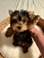 Sammy, a male Yorkshire Terrier for sale in Bixby, OK – 3 of 5