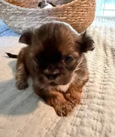 Sally, a female Shih Tzu for sale in Bixby, OK – 3 of 5