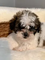 Cookie, a male Havanese and Shih Tzu for sale in Bixby, OK – 6 of 6