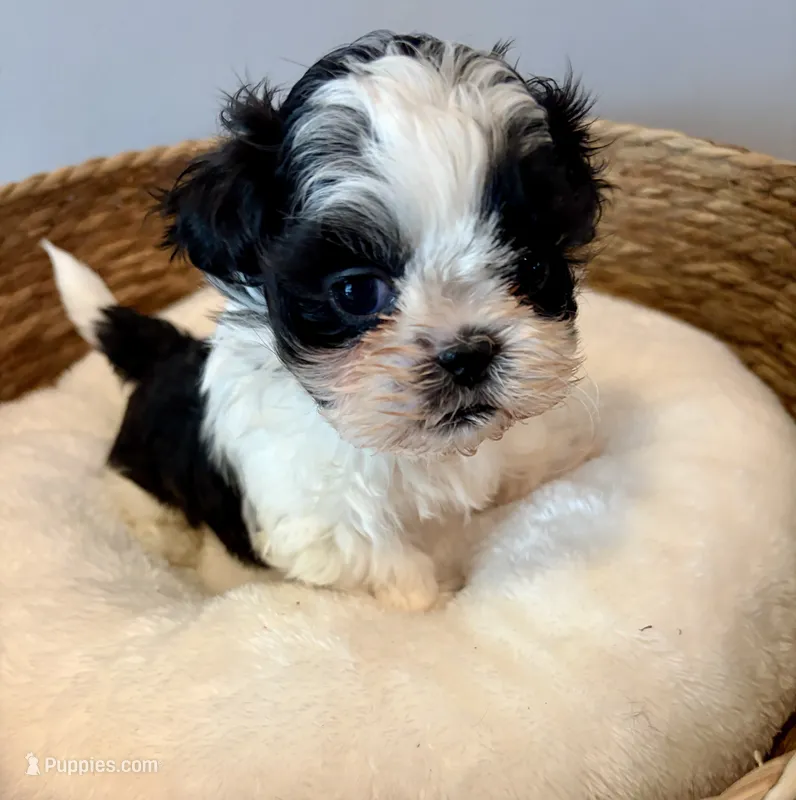 Panda – Shih Tzu puppy for sale in Bixby, OK