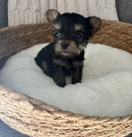 Boomer, a male Yorkshire Terrier for sale in Bixby, OK – 1 of 3