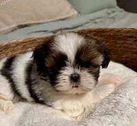 Abigale , a female Shih Tzu for sale in Bixby, OK – 3 of 5