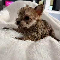 Petunia, a female Yorkshire Terrier for sale in Bixby, OK – Photo 2 of 6