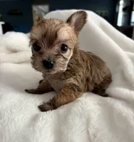Petunia, a female Yorkshire Terrier for sale in Bixby, OK – Photo 5 of 6