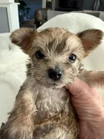 Petunia, a female Yorkshire Terrier for sale in Bixby, OK – Photo 4 of 6