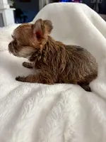 Petunia, a female Yorkshire Terrier for sale in Bixby, OK – Photo 6 of 6