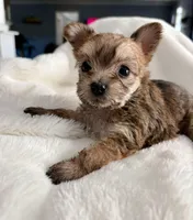 Petunia, a female Yorkshire Terrier for sale in Bixby, OK – Photo 1 of 6