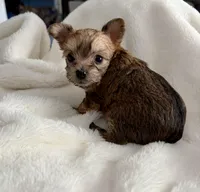 Petunia, a female Yorkshire Terrier for sale in Bixby, OK – Photo 3 of 6