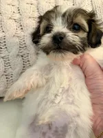 Mario, a male Havanese and Shih Tzu for sale in Bixby, OK – Photo 3 of 4