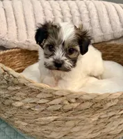 Mario, a male Havanese and Shih Tzu for sale in Bixby, OK – Photo 2 of 4