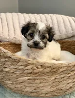 Mario, a male Havanese and Shih Tzu for sale in Bixby, OK – Photo 4 of 4