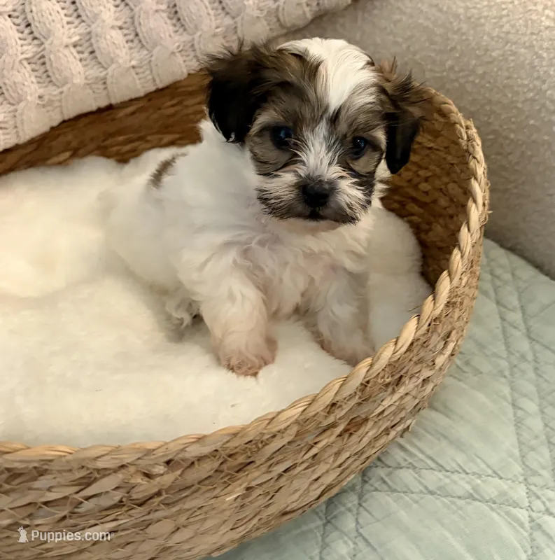 Mario – Havanese, Shih Tzu puppy for sale in Bixby, OK