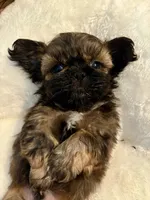 Coco, a male Shih Tzu for sale in Bixby, OK – 4 of 4