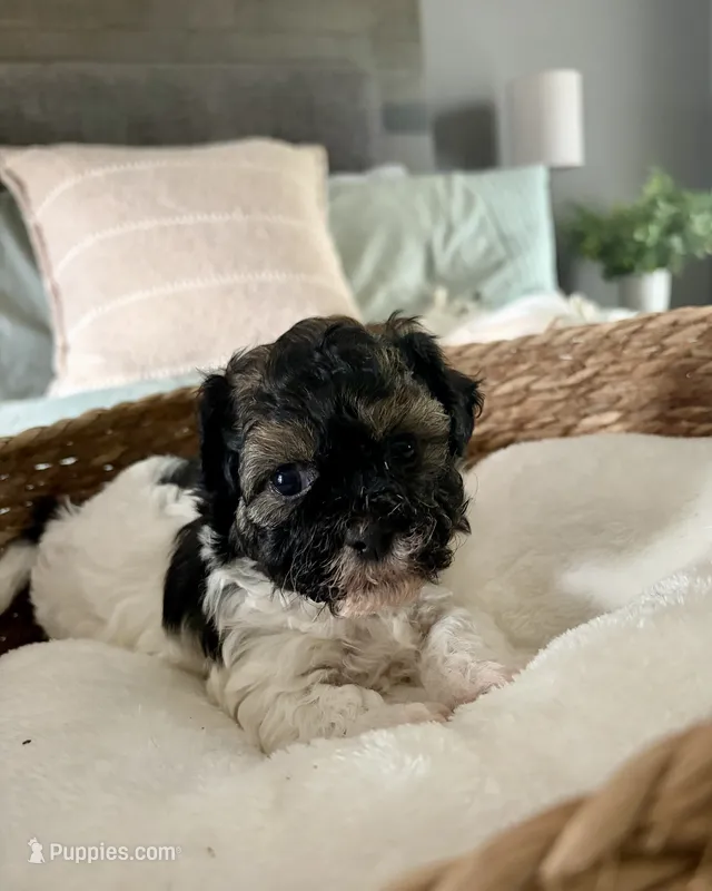 Carl – Shih Tzu puppy for sale in Bixby, OK
