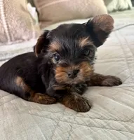 Chloe, a female Yorkshire Terrier for sale in Bixby, OK – 1 of 3