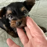 Chloe, a female Yorkshire Terrier for sale in Bixby, OK – 2 of 3