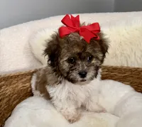 Peanut, a male Havanese and Shih Tzu for sale in Bixby, OK – 2 of 6