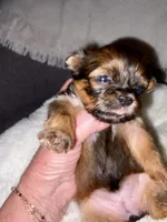 Sally, a female Shih Tzu for sale in Bixby, OK – 4 of 5