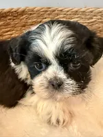 Gizmo, a male Shih Tzu for sale in Bixby, OK – 4 of 4