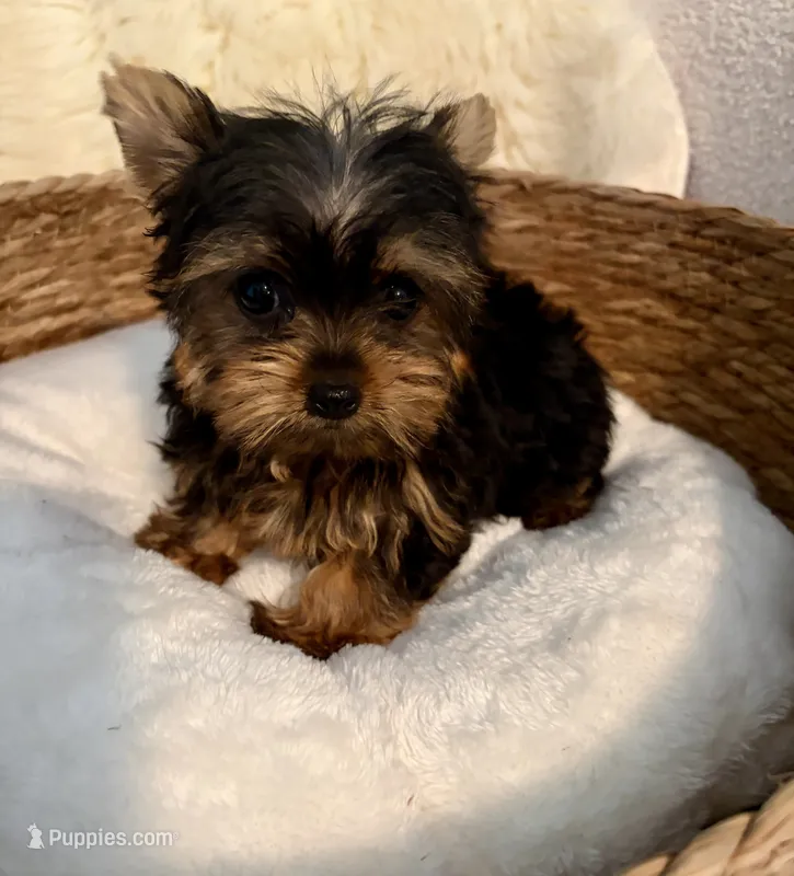 Gizmo – Yorkshire Terrier puppy for sale in Bixby, OK