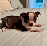 Sadie, a female Boston Terrier for sale in Bixby, OK – 3 of 5