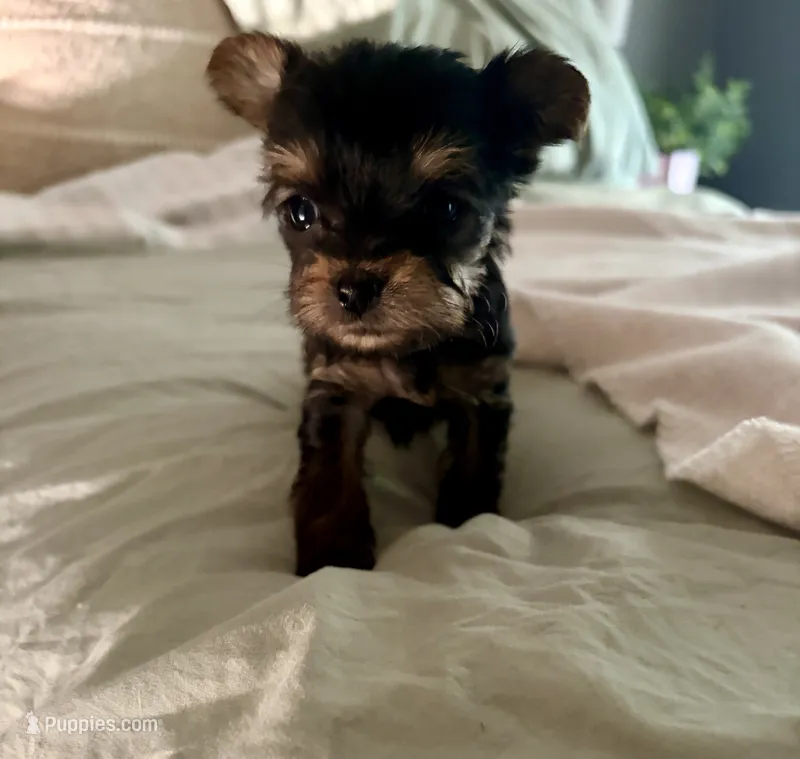 Teddy  – Yorkshire Terrier puppy for sale in Bixby, OK