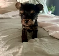 Teddy , a male Yorkshire Terrier for sale in Bixby, OK – 1 of 4