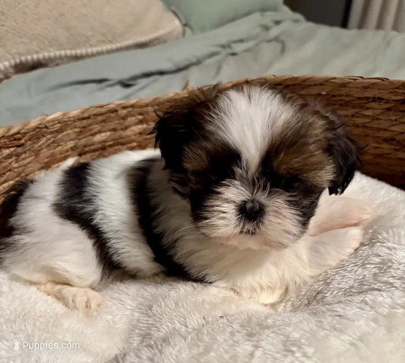 Abigale  – Shih Tzu puppy for sale in Bixby, OK